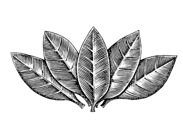 Tobacco leaves art